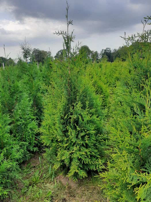 Tuja brabant,brabant Gold 120/300cm ,formowane