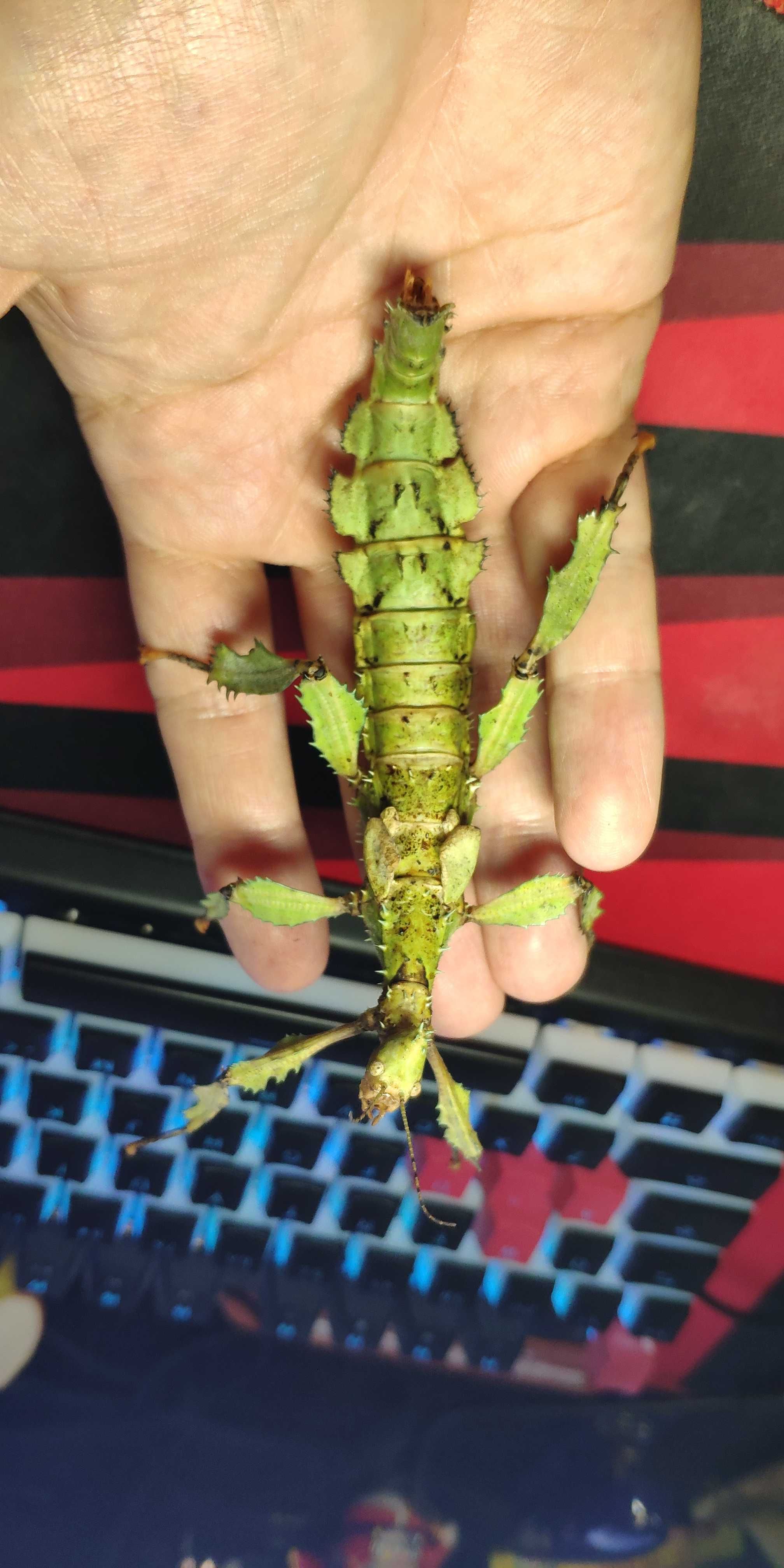 Straszyk australijski - extatosoma tiaratum