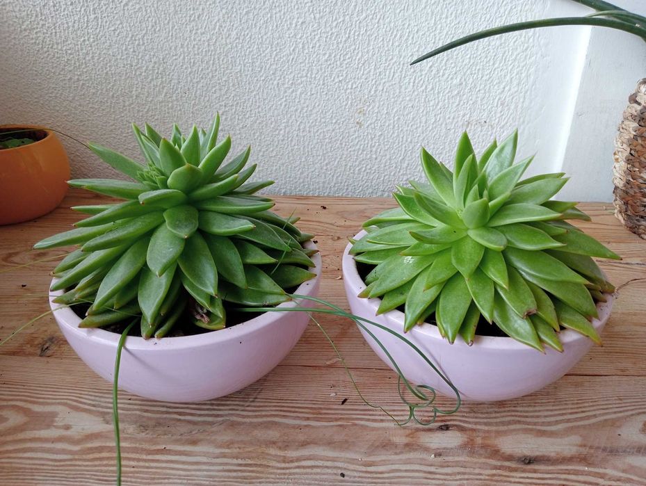 Planta natural, suculenta