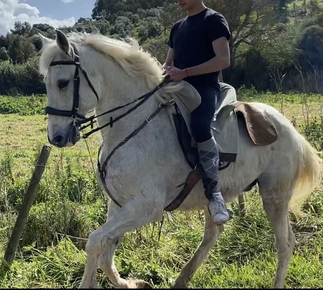 Cavalo Puro Sangue Lusitano