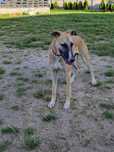 Chart angielski whippet - Pies FCI