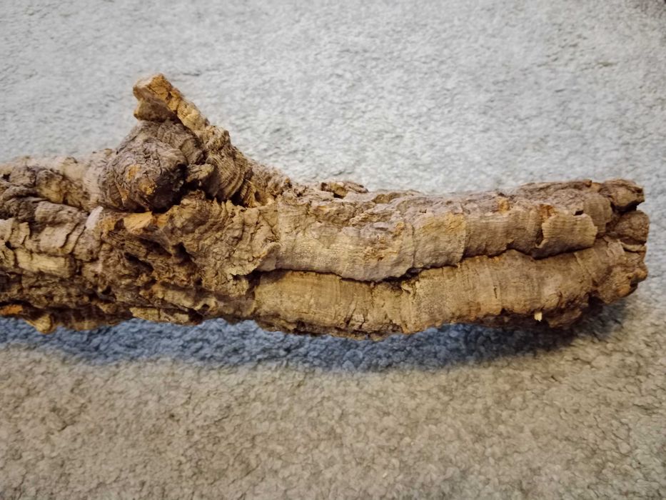 Tuba korkowa do terrarium 80x10 dąb korkowy