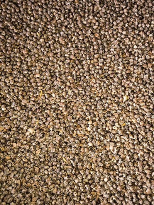 Łubin wąskolistny KARO