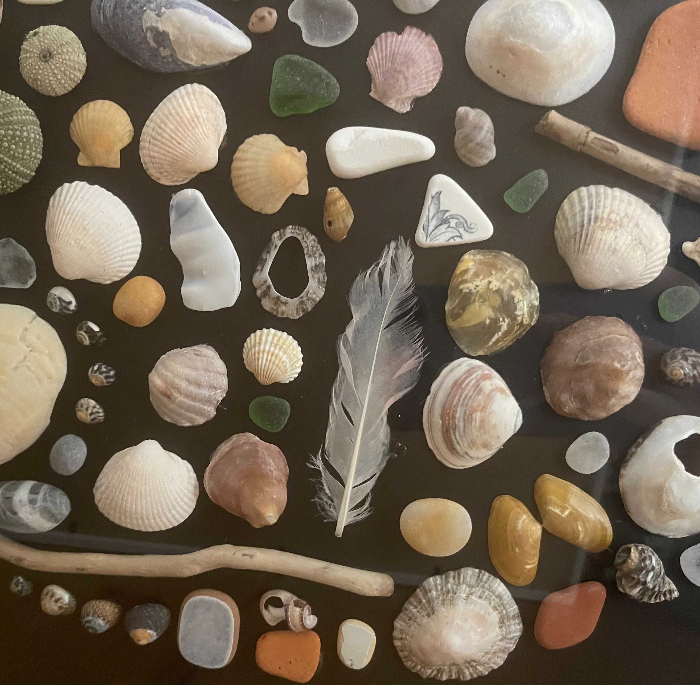 Quadro de praia - conchas da costa portuguesa- 50cm x 50cm