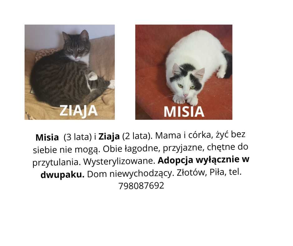 Kotki Misia i Ziaja czekają na dom