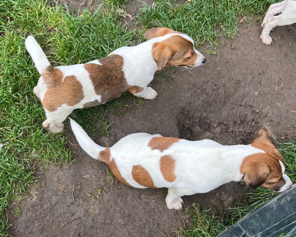 Śliczny Jack Russell Terrier