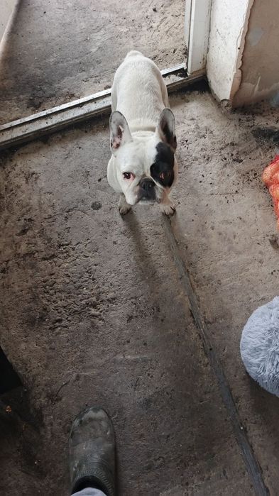 Французькі бульдоги в добрі руки