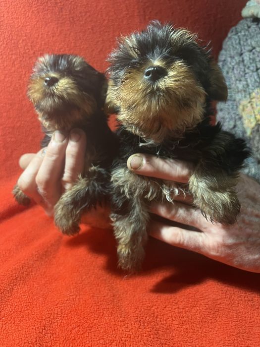 Йоркширский терьер