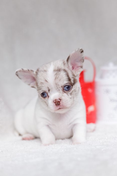 Chihuahua* Uroczy chłopczyk XS merle