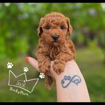 Pudel toy mini red brown listopad badania paszport wyp