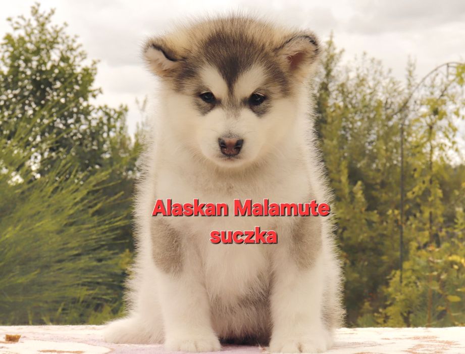 Alaskan Malamute