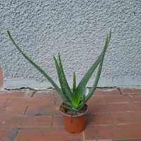 Aloes Aloe vera leczniczy 40cm