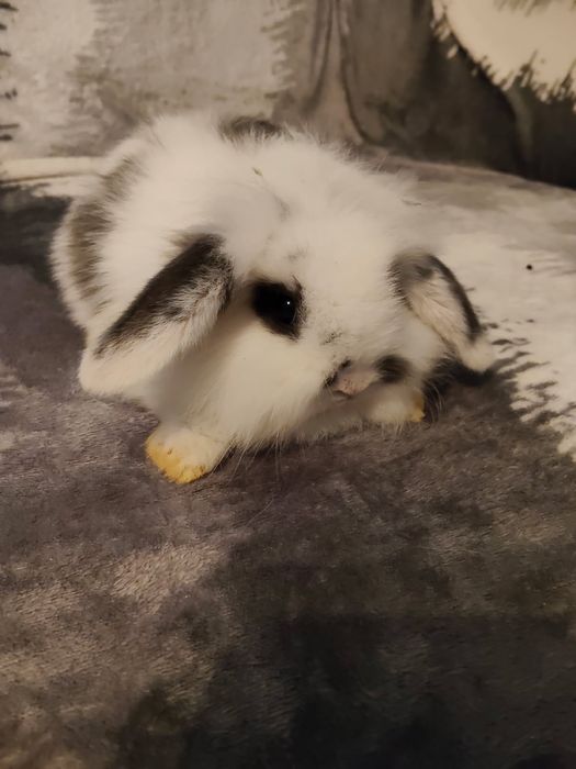 Króliki minilop młode