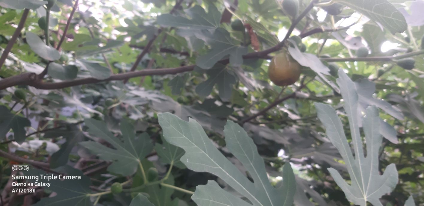 Продам двухлетний плодоносящий очень вкусный сладкий  инжир Брунсквик