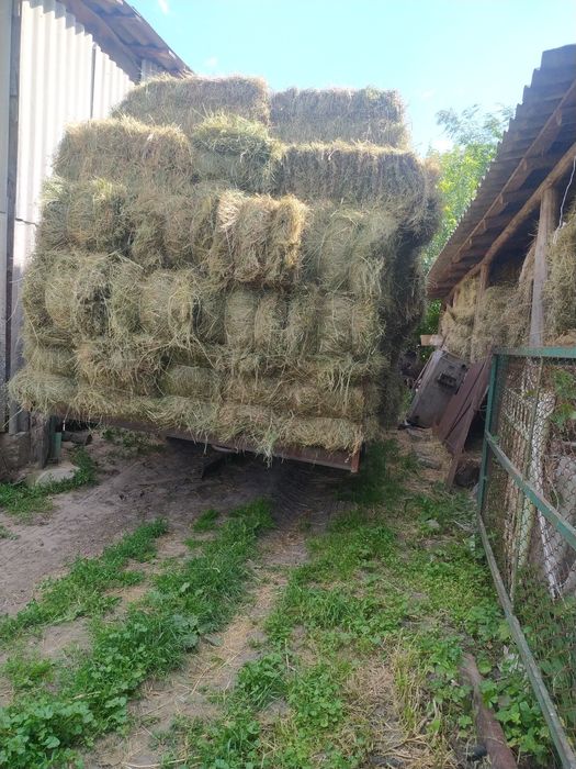 Продам тюки сіна 75 грн