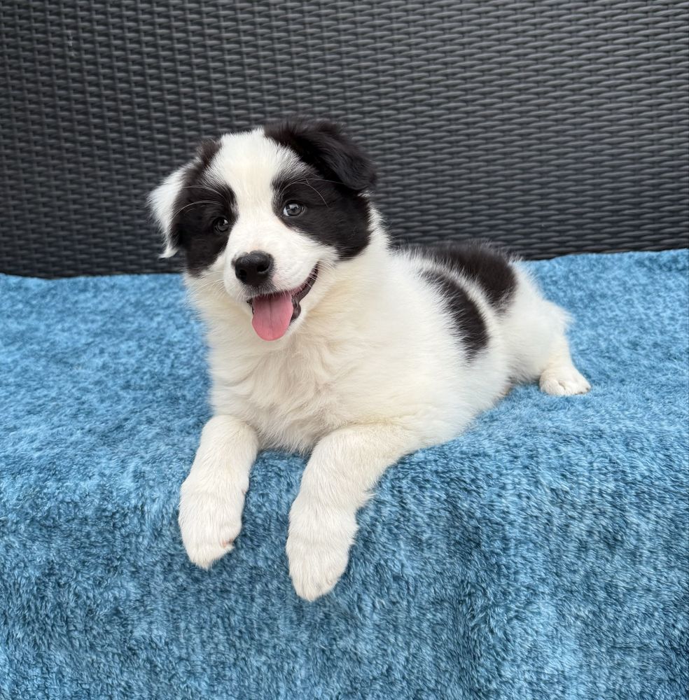 Border Collie sunia czarno biała  Panda