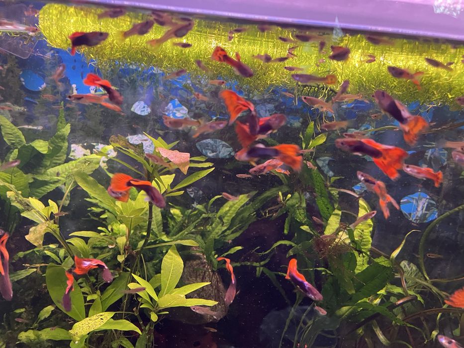 Gupiki glonojady rybki akwariowe ryby