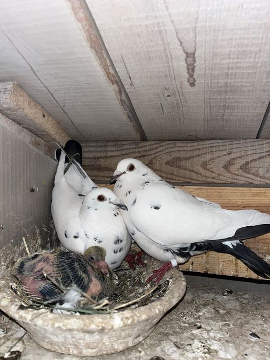 Gołębie pocztowe młode