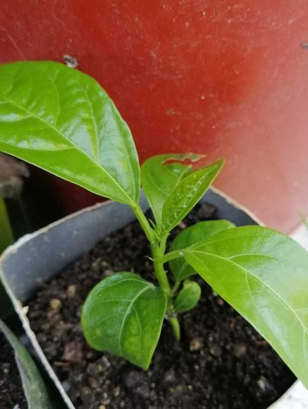 Plantas em vaso ou muda: Orégãos, Alecrim, Cidreira, Maracujá e outros