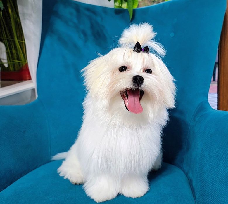 Maltanczyk po koreanczyku