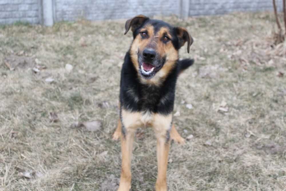 001270 Super przyjazny psiak - do adopcji