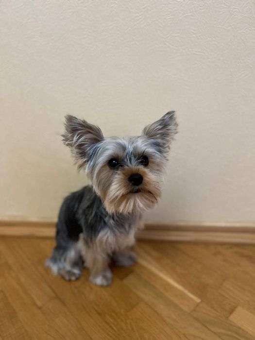 Йоркширський тер'єр шукає наречену