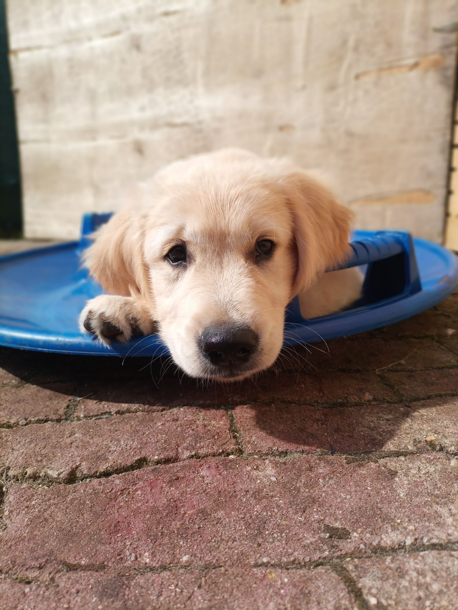 Golden Retriever ZKwP FCI Już do odbioru