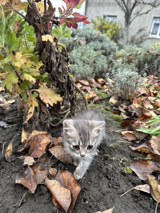 Кошенята в добрі руки