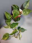 Philodendron Hederaceum Variegata