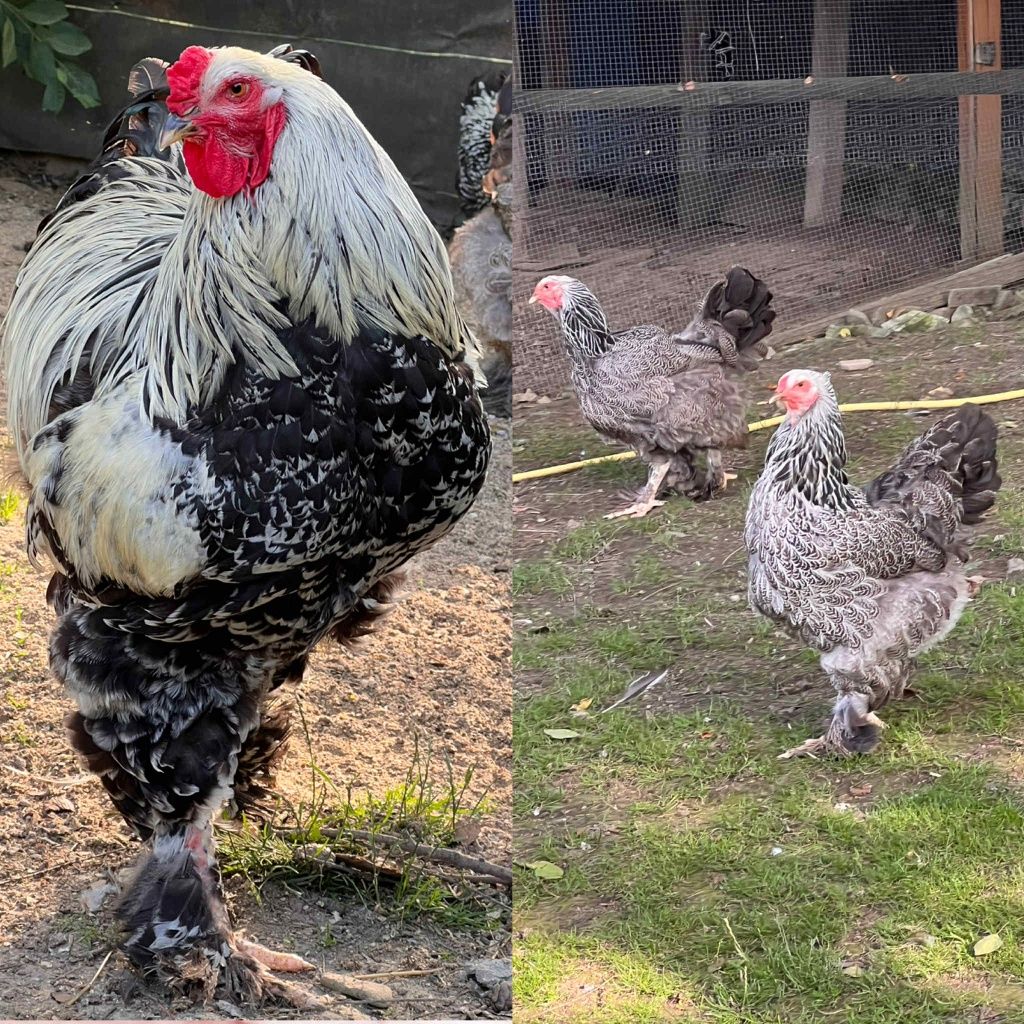 Kury ozdobne Brahma, Czubatka, Austrolorp, Wyandotte