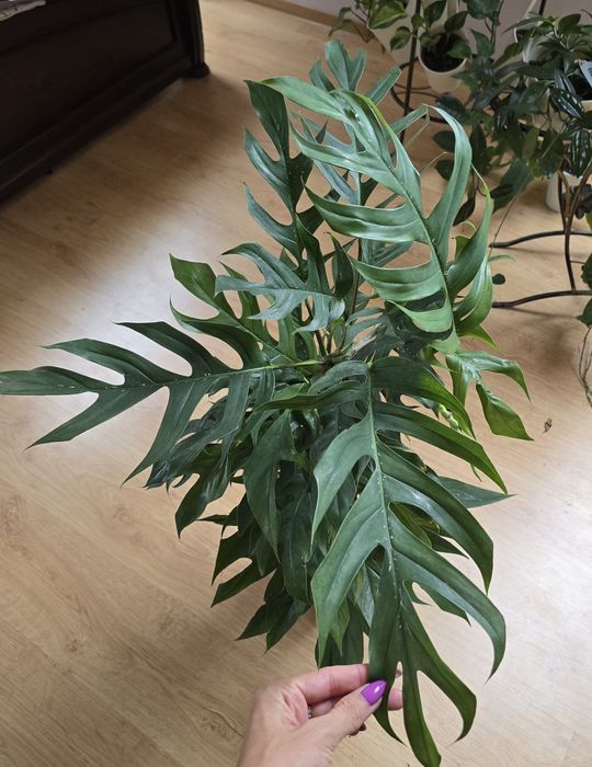 Epipremnum Baltic blue
