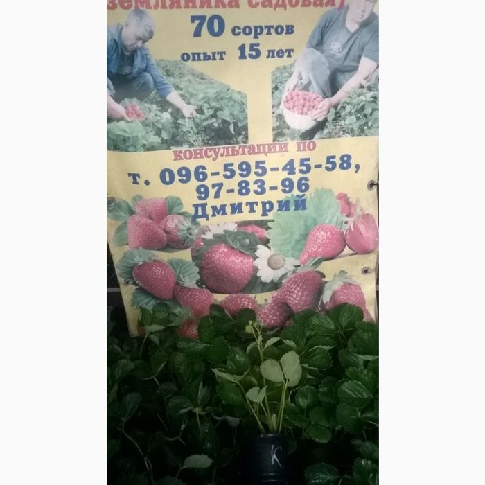 Саженцы/Рассада клубники ремонтантной , летней