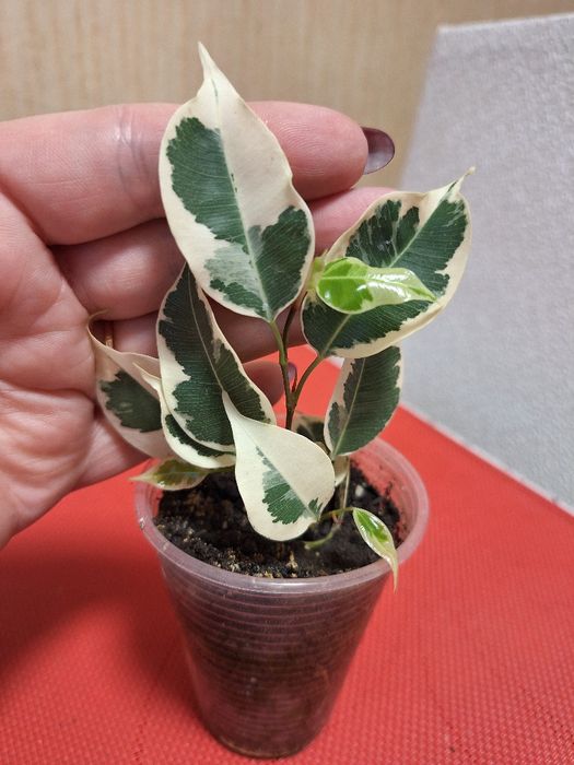 Фікус Твайлайт ,