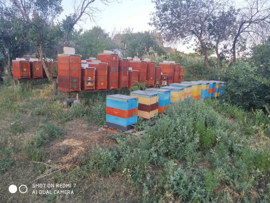 Продам вулики Поліводи (рогаті)