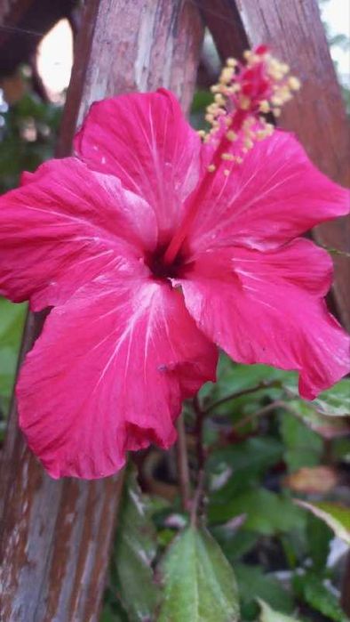 Продам гибискусы,драцену,толстянки,розмарин,жакаранду и уличные раст.