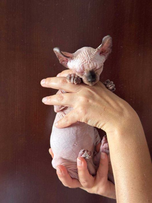 Неймовірні СФІНКСИ Ельфи