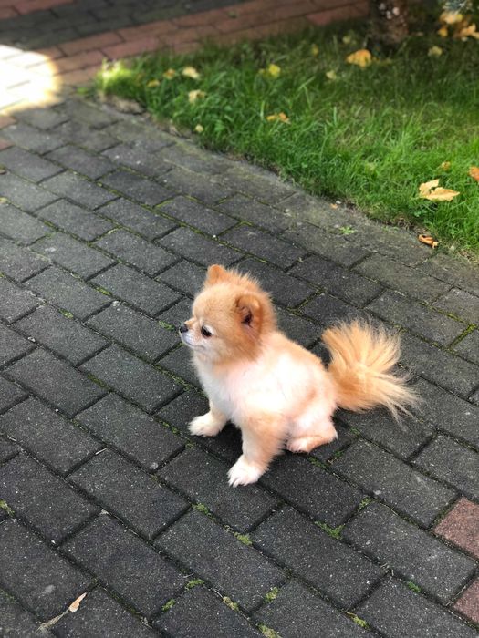 Szpic miniaturowy  pomeranian dorosla sunia