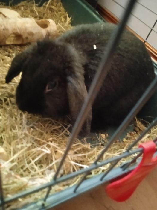 Królik Samiczka Mini Lop