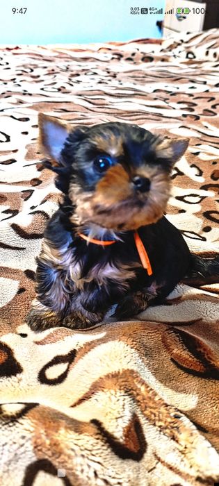 Продаю щенков йоркширского терьера.