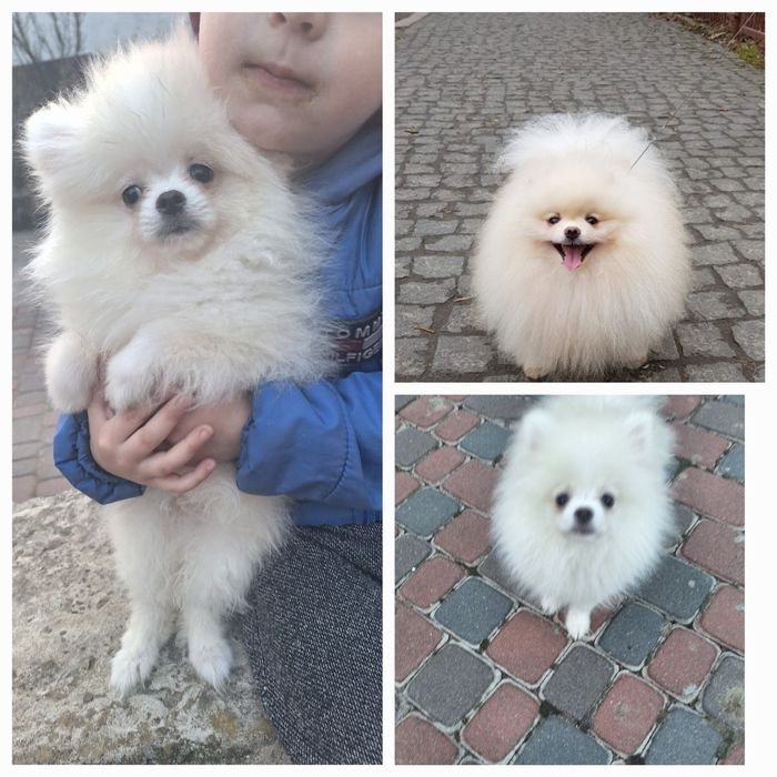 Померанский шпіц зі Львова з документами КСУ