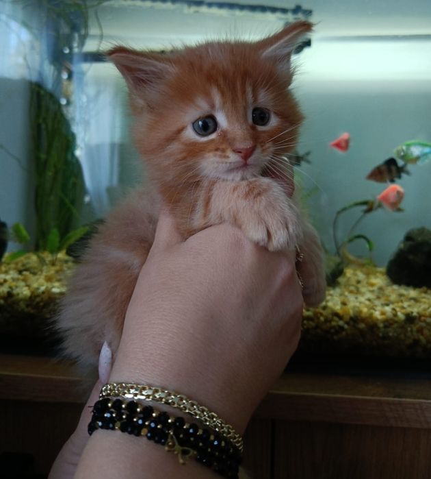 Wyjątkowy kotek Maine Coon