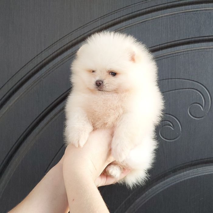 Boys Цуценята Померанського Шпіца Boys