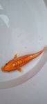 Carpa Koi - 22 cm
