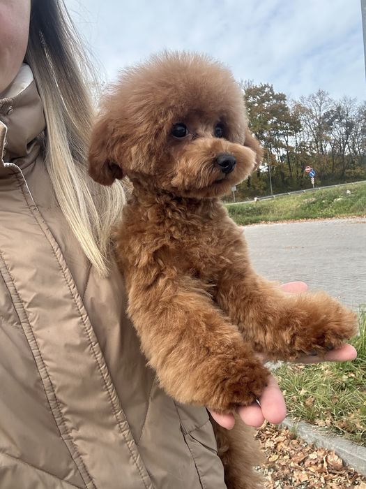 Тікап (міні) той пудель