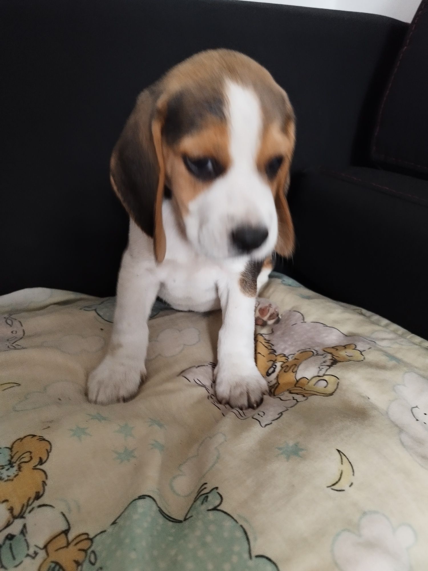 Rasowy szczeniak Beagle tricolor po rodzicach z profilem DNA
