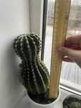 Продам кактус echinopsis