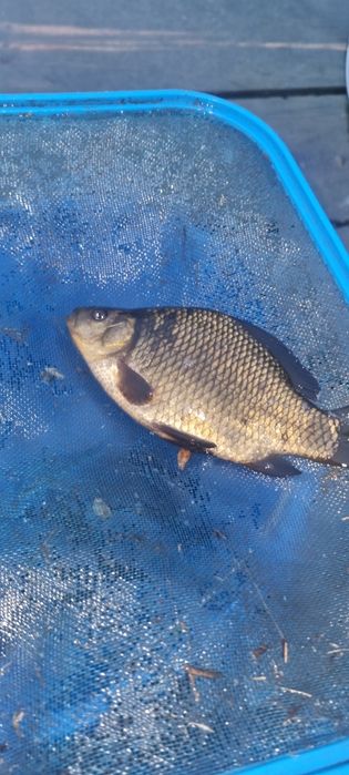 Narybek lina,karpia,amura,Tołpyga,Karaś pospolity