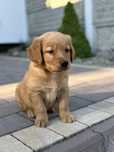 Golden retriever piesek