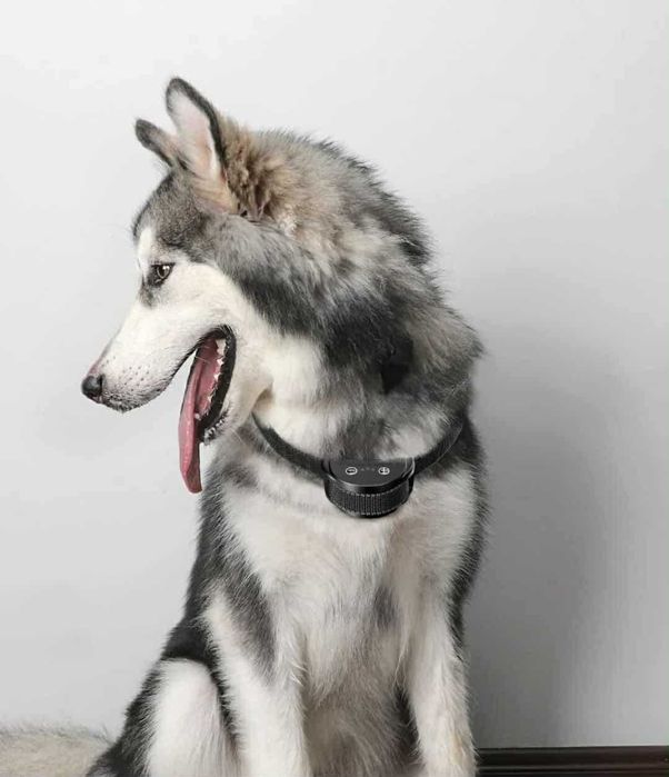 Coleira Anti-Latido Automática Recarregável Som/Vibração/Choque - Novo