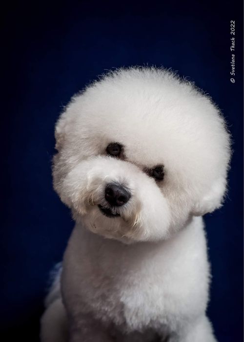 Вʼязка Бішон Фрізе